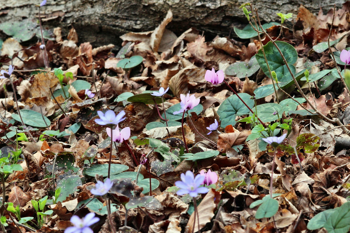 2014_03_21_00038270p_Bildgr��e �ndern