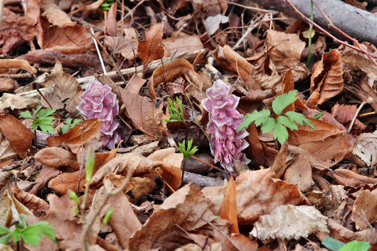 2014_03_21_00038355p_Bildgr��e �ndern