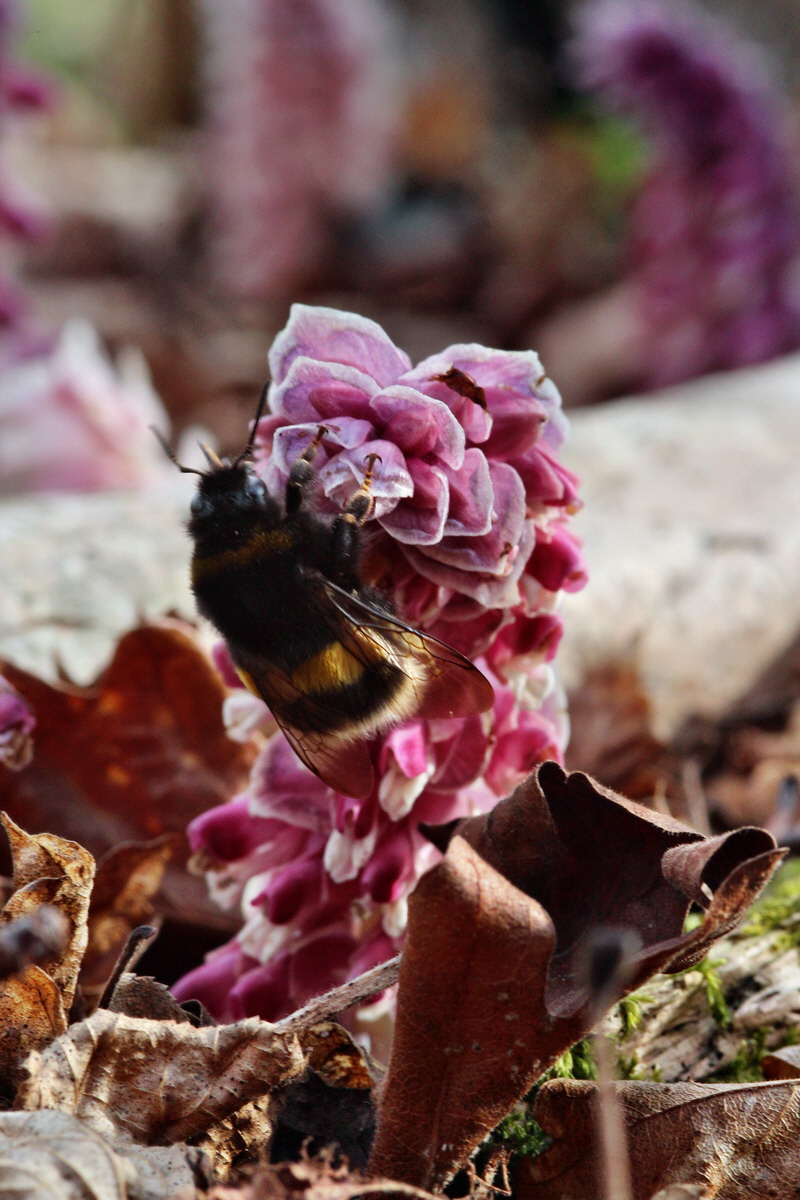 2014_03_21_00038369p_Bildgr��e �ndern