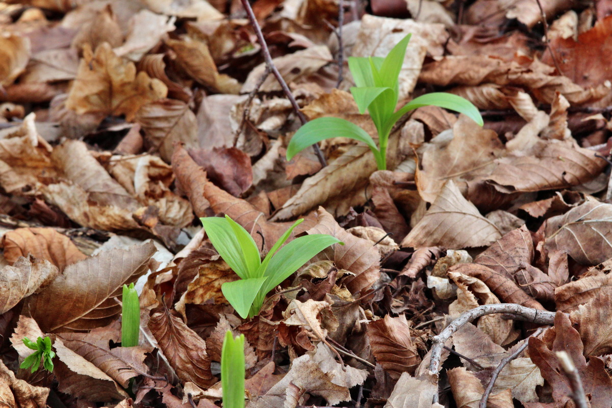 2014_03_21_00038445p_Bildgr��e �ndern