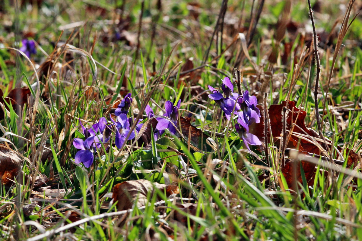 2014_03_21_00038452p_Bildgr��e �ndern