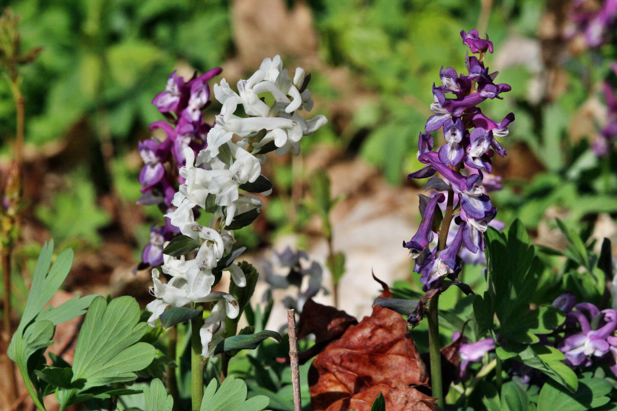 2014_03_21_00038508p_Bildgr��e �ndern