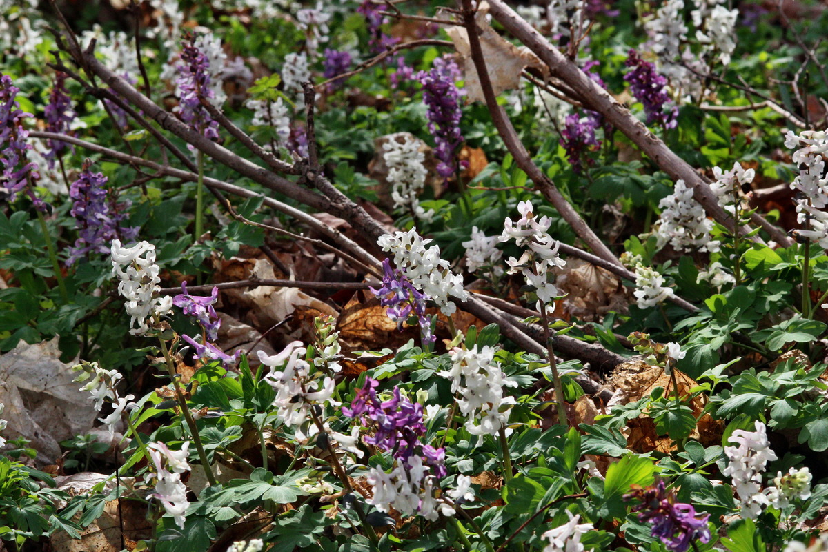 2014_03_21_00038546p_Bildgr��e �ndern