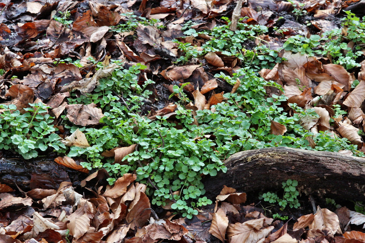 2014_03_21_00038559p_Bildgr��e �ndern