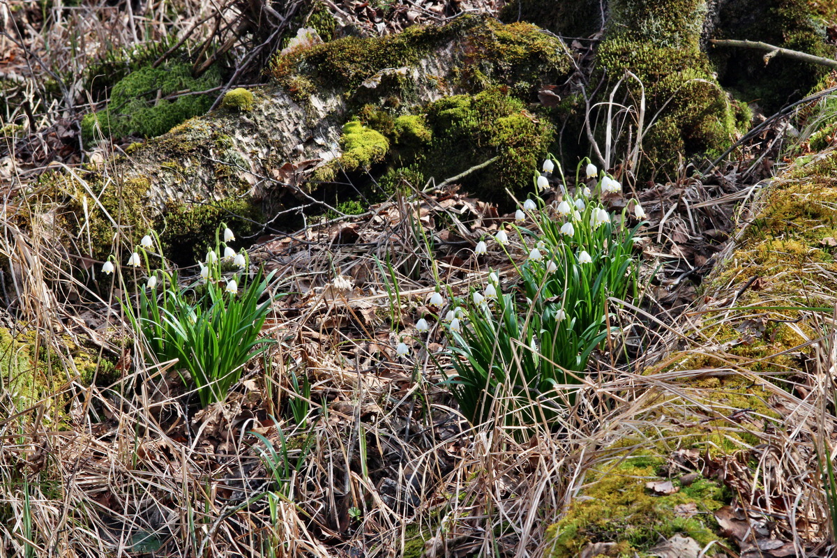 2014_03_21_00038583p_Bildgr��e �ndern