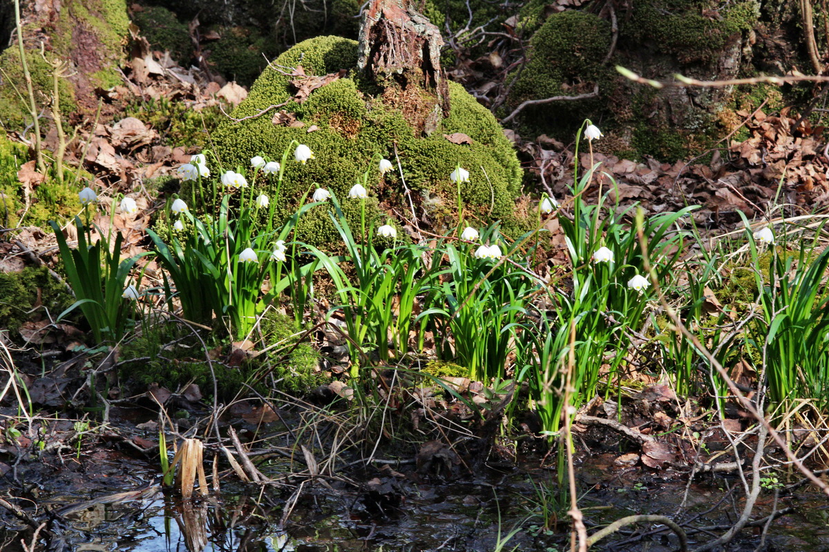 2014_03_21_00038616p_Bildgr��e �ndern