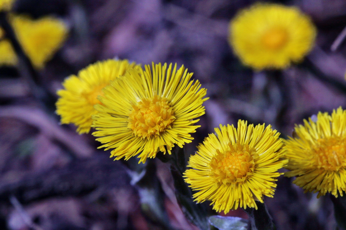 2014_03_21_00038621p_Bildgr��e �ndern