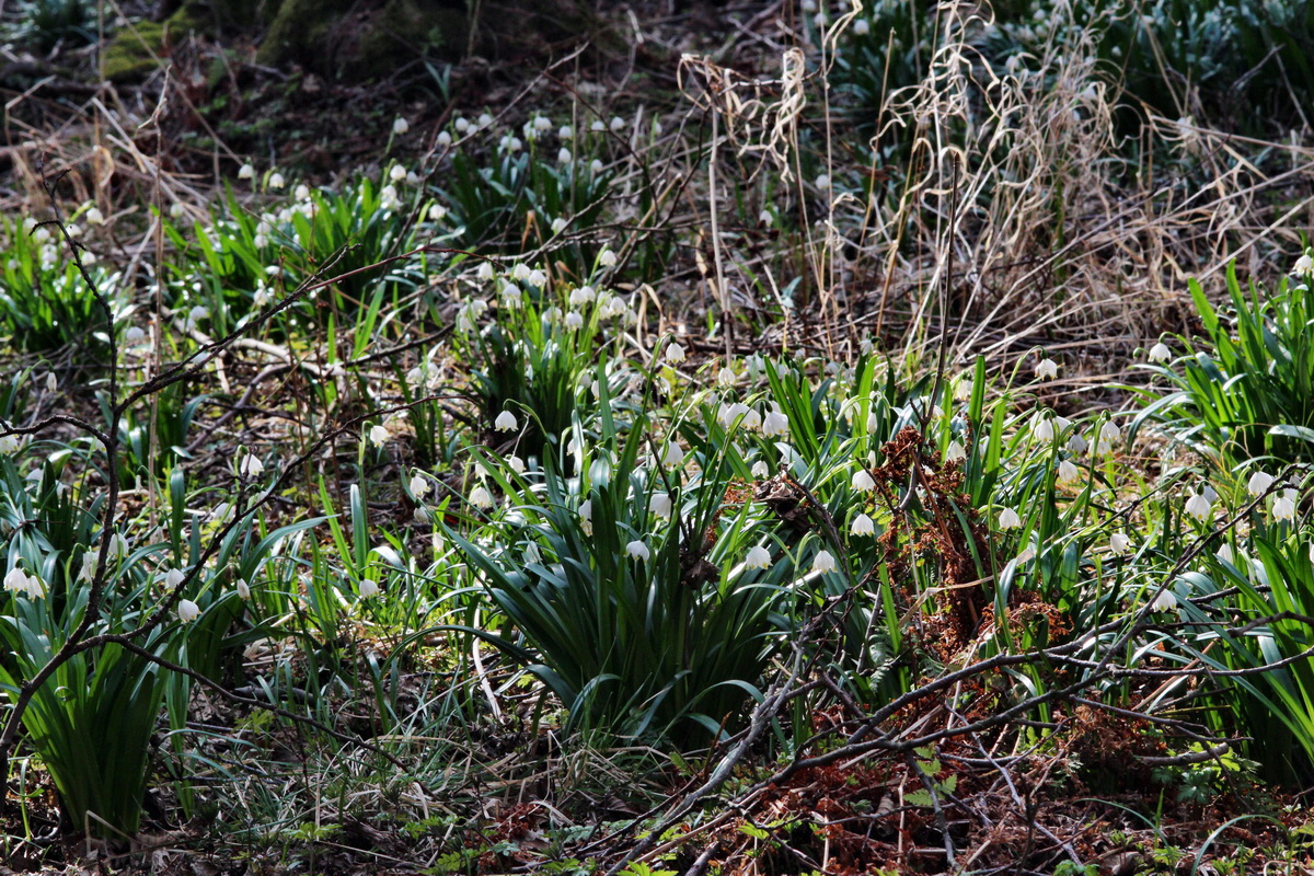 2014_03_21_00038647p_Bildgr��e �ndern