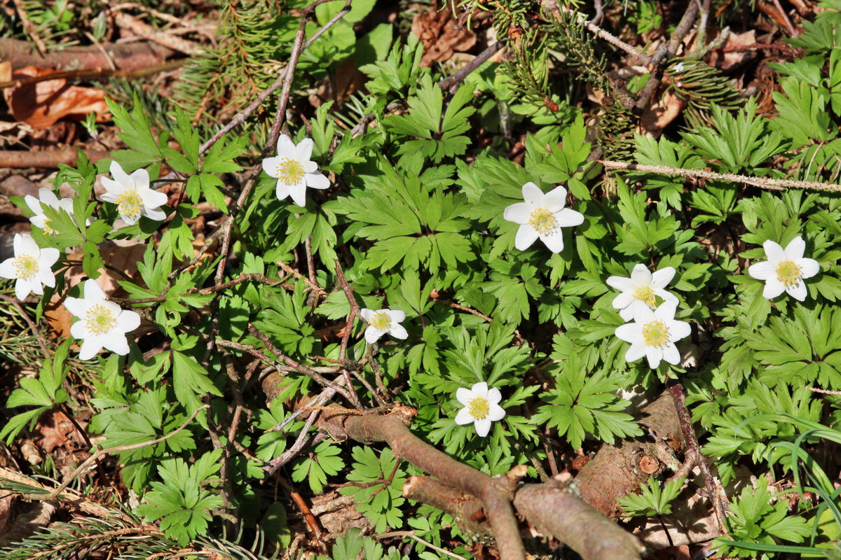 2014_03_21_00038666p_Bildgr��e �ndern