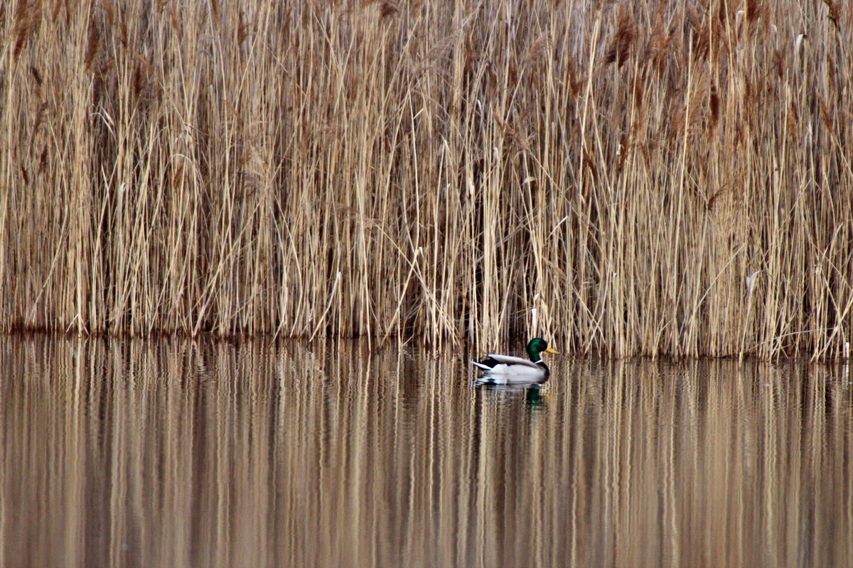 2014_03_25_00038671p_Bildgr��e �ndern