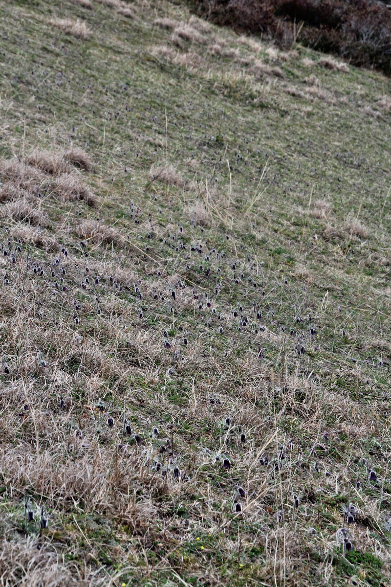 2014_03_25_00038709p_Bildgr��e �ndern