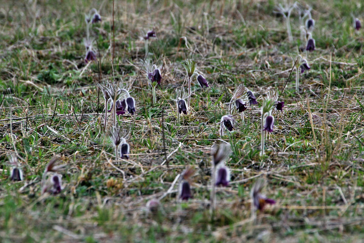 2014_03_25_00038745p_Bildgr��e �ndern