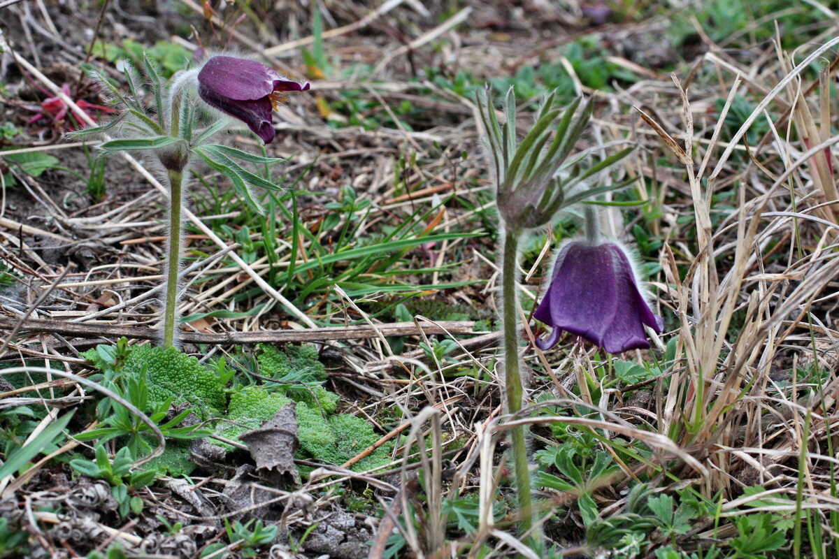 2014_03_25_00038779p_Bildgr��e �ndern