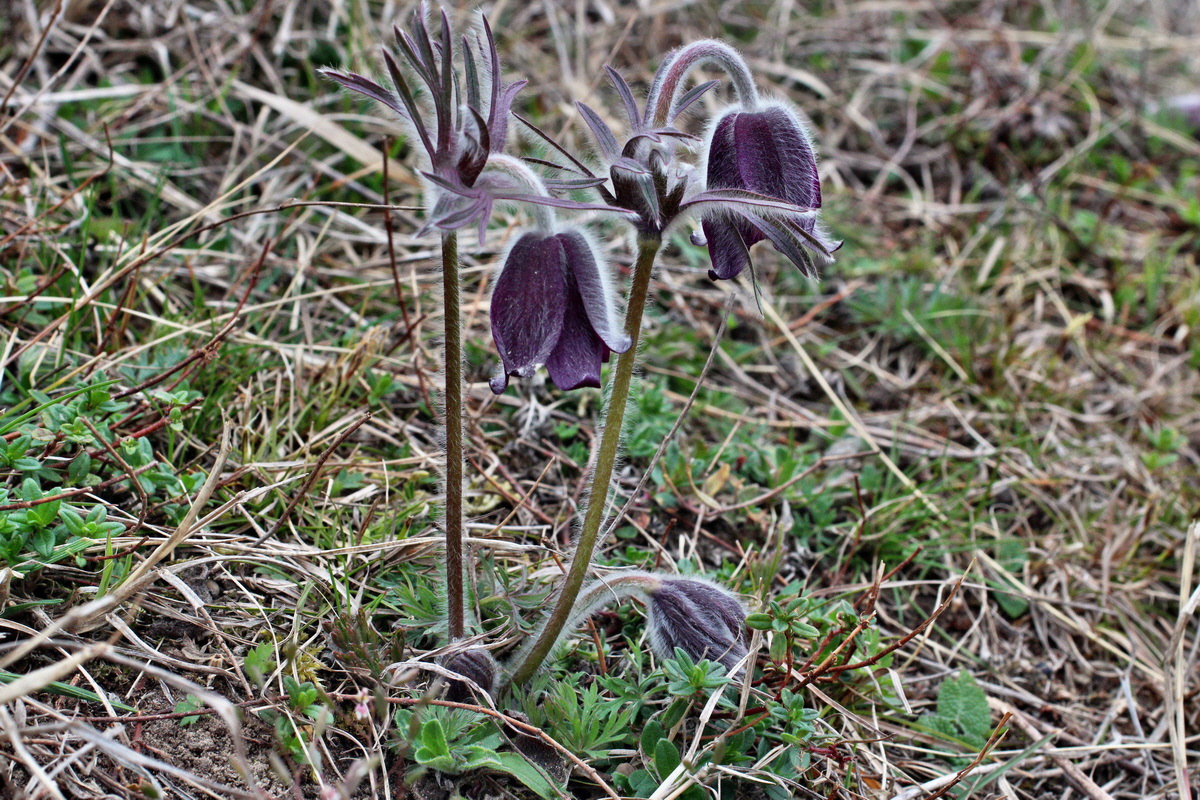 2014_03_25_00038782p_Bildgr��e �ndern