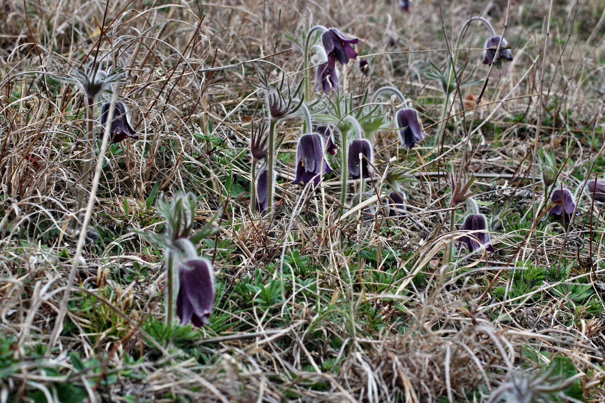 2014_03_25_00038787p_Bildgr��e �ndern