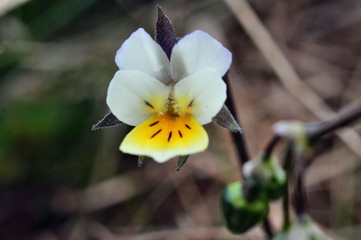 2014_03_25_00038834p_Bildgr��e �ndern