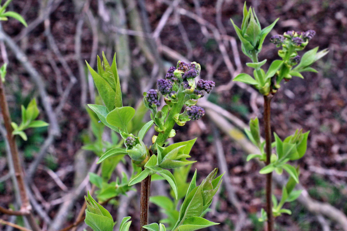 2014_03_25_00038857p_Bildgr��e �ndern