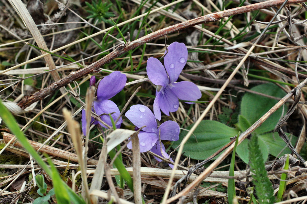 2014_03_25_00038873p_Bildgr��e �ndern