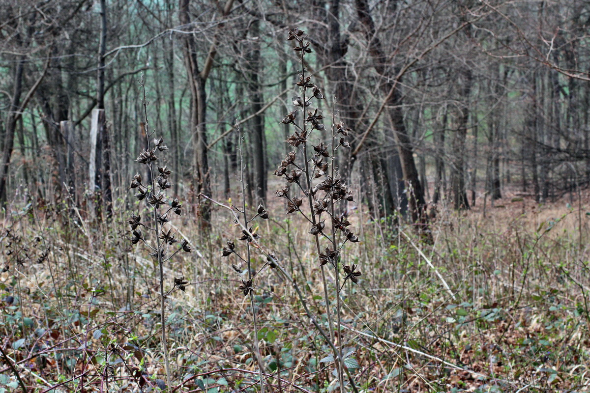 2014_03_26_00038955p_Bildgr��e �ndern