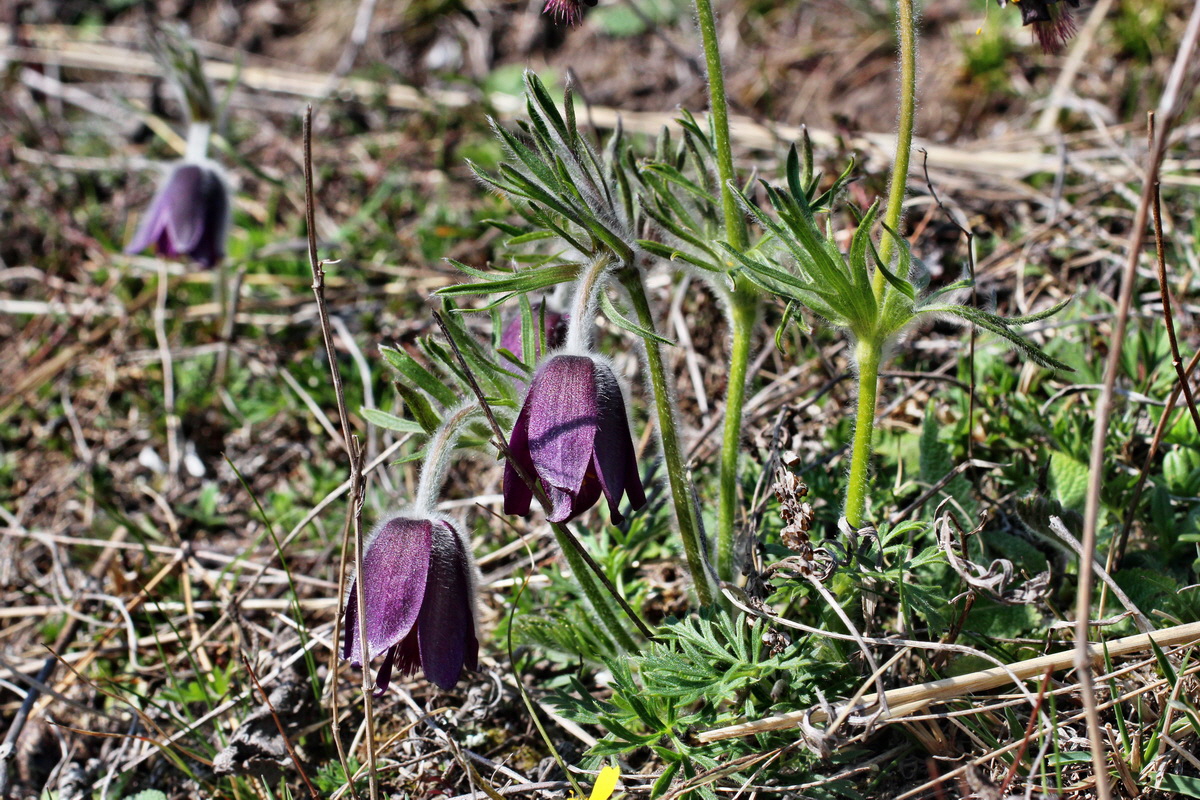 2014_03_29_00038971p_Bildgr��e �ndern