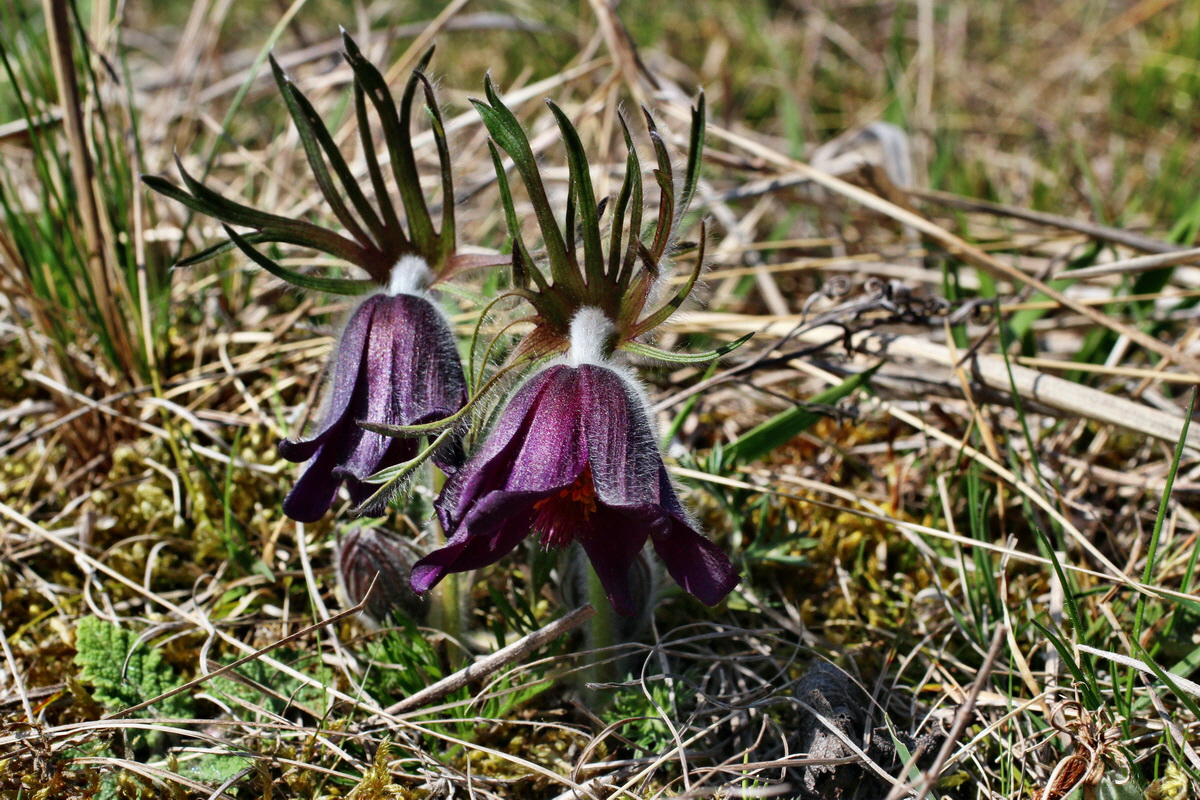 2014_03_29_00038981p_Bildgr��e �ndern