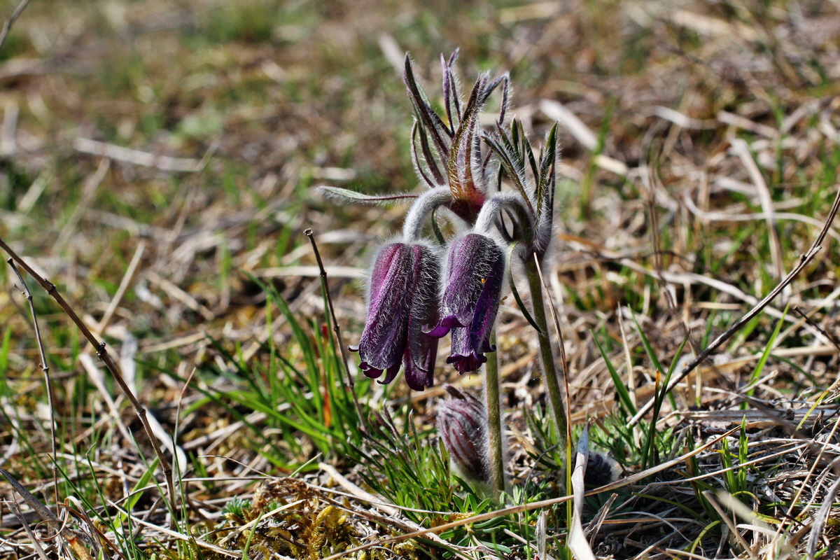 2014_03_29_00038983p_Bildgr��e �ndern