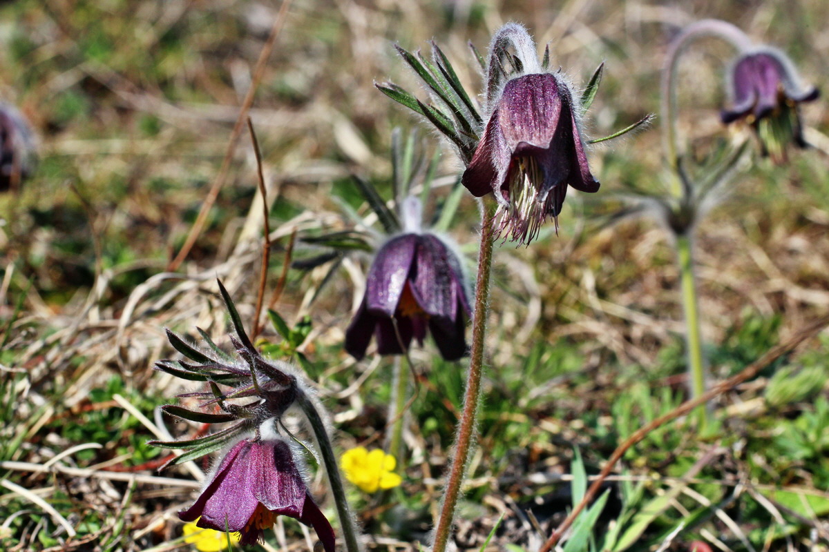 2014_03_29_00038993p_Bildgr��e �ndern