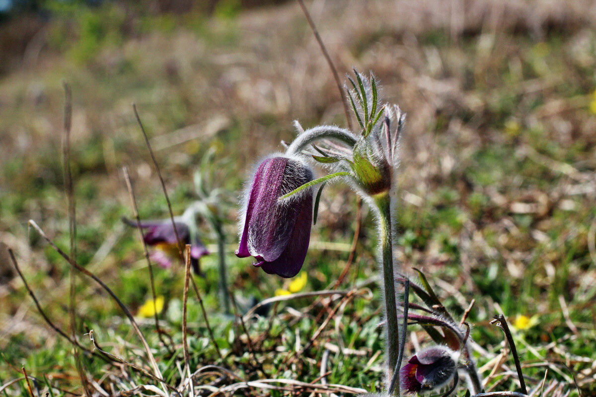 2014_03_29_00038997p_Bildgr��e �ndern