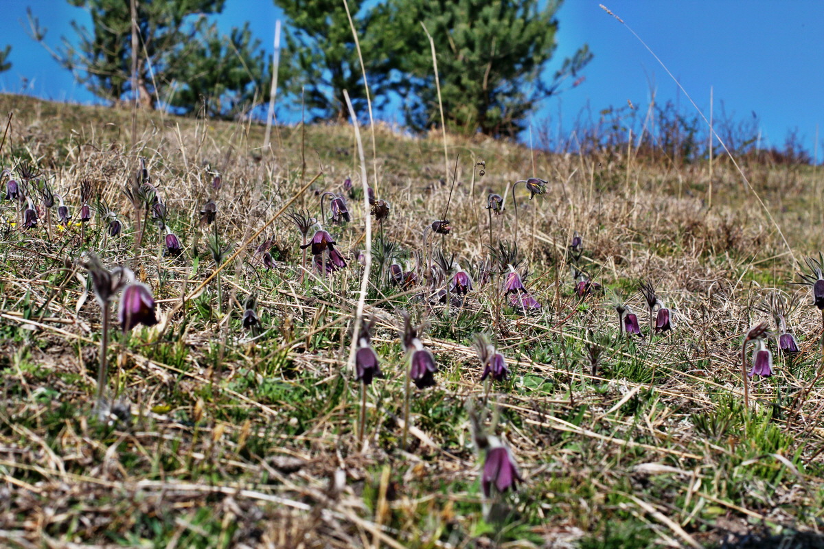 2014_03_29_00039002p_Bildgr��e �ndern