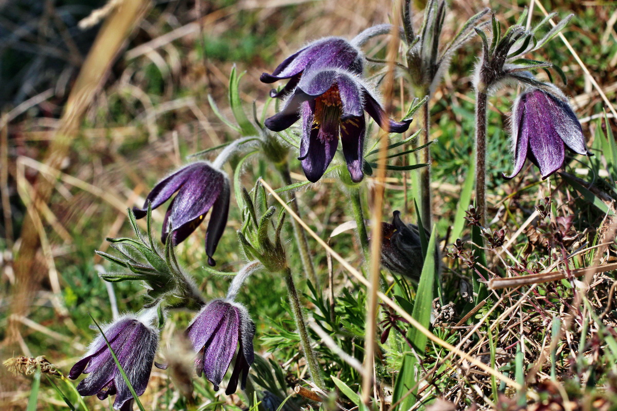 2014_03_29_00039010p_Bildgr��e �ndern