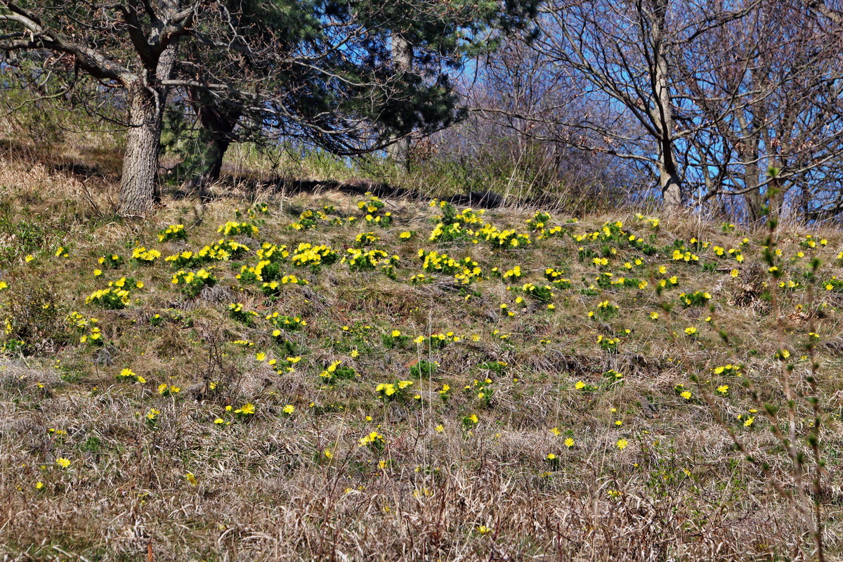 2014_03_29_00039017p_Bildgr��e �ndern