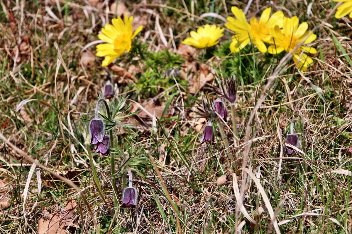 2014_03_29_00039038p_Bildgr��e �ndern