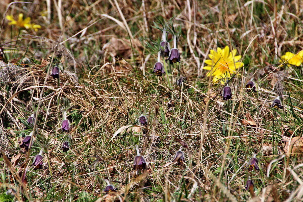 2014_03_29_00039044p_Bildgr��e �ndern