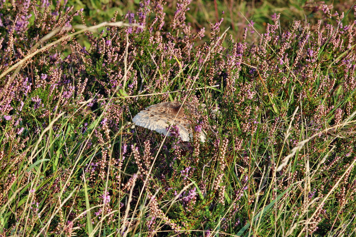 2014_09_04_00050422p_Bildgr��e �ndern