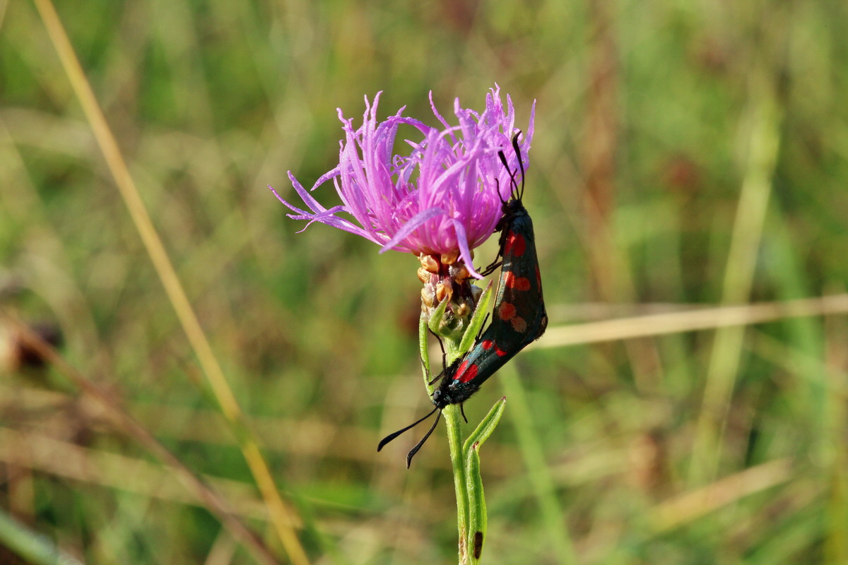 2014_09_04_00050424p_Bildgr��e �ndern