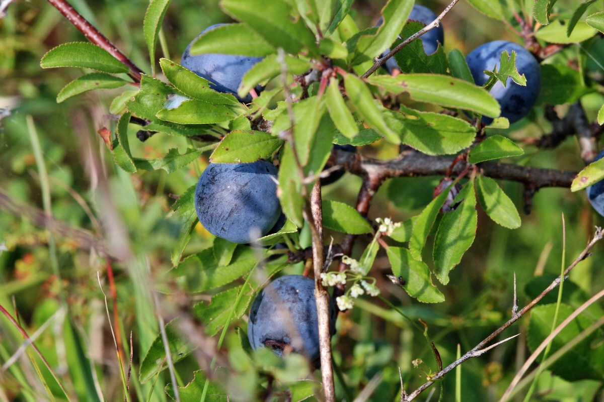 2014_09_05_00050430p_Bildgr��e �ndern