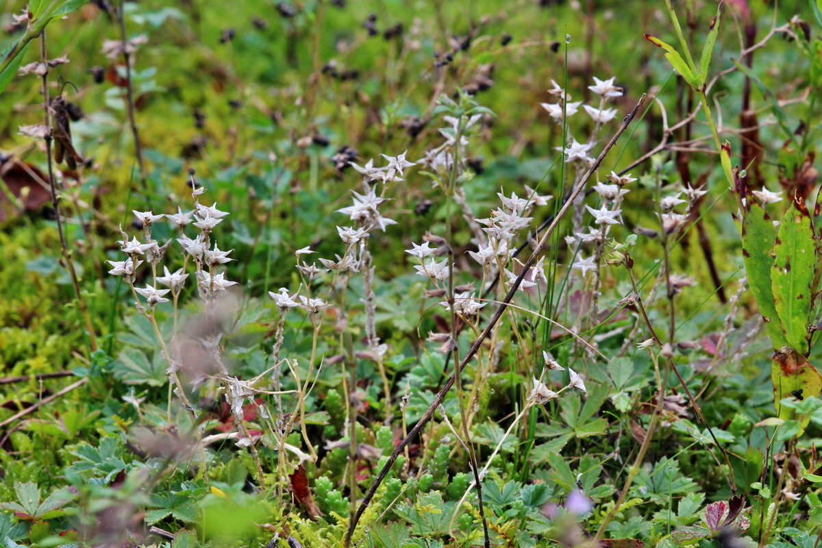 2014_09_08_00050596p_Bildgr��e �ndern