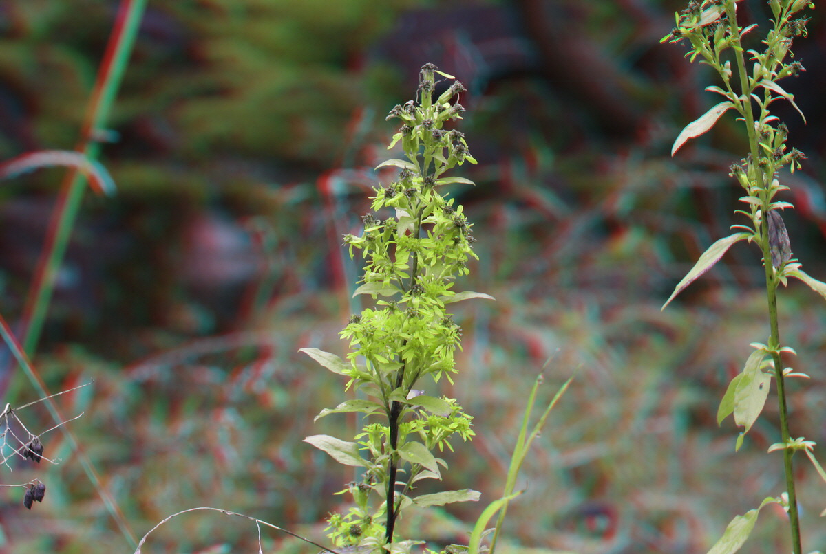 2014_09_08_00050537_3D_Bildgr��e �ndern