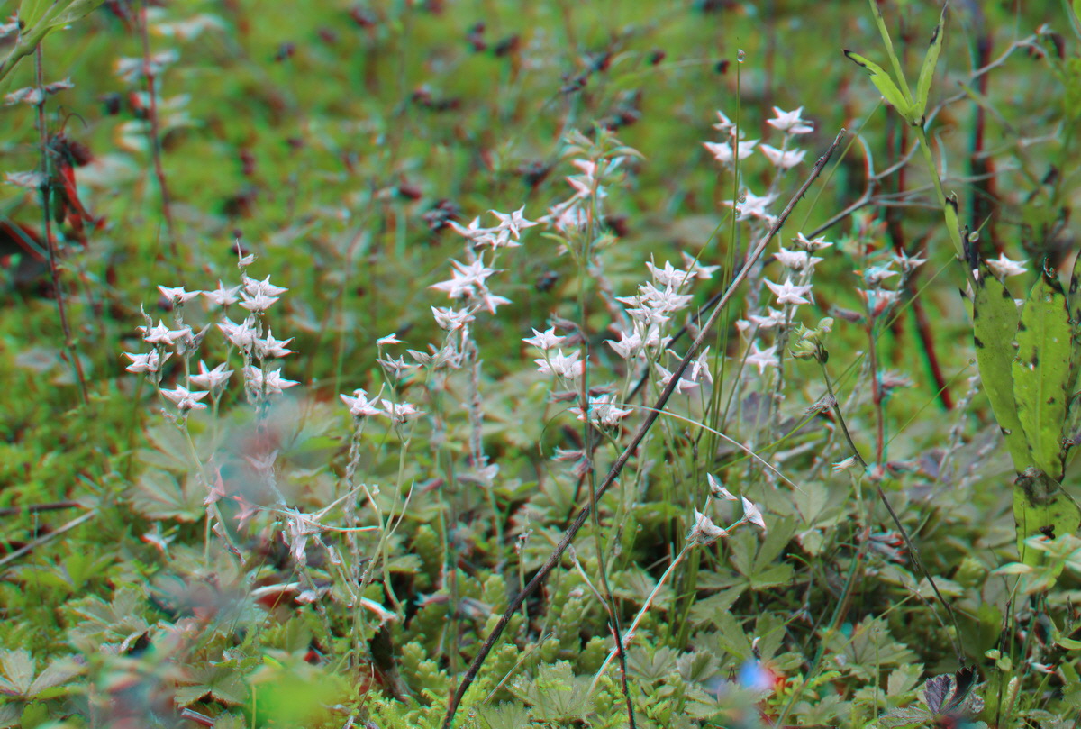 2014_09_08_00050598_3D_Bildgr��e �ndern