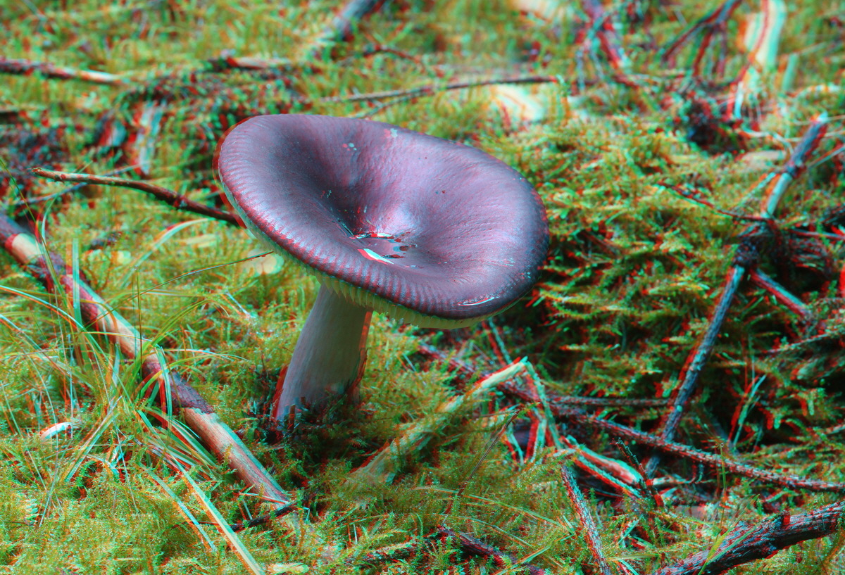 2014_09_08_00050629_3D_Bildgr��e �ndern