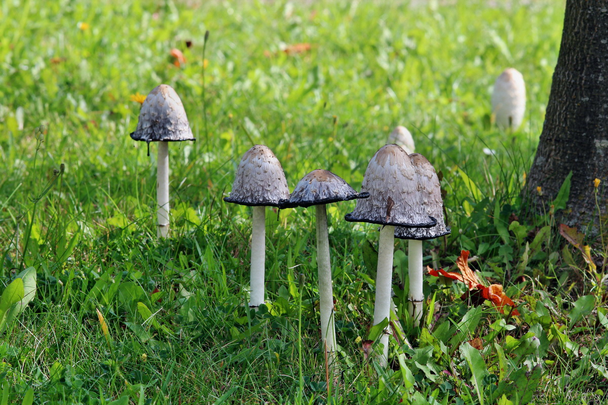 2014_09_09_00050676p_Bildgr��e �ndern