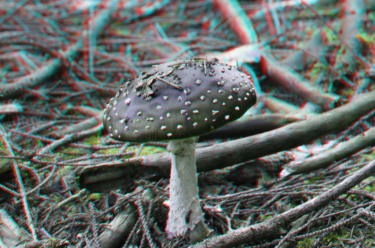 2014_09_09_00050652_3D_Bildgr��e �ndern