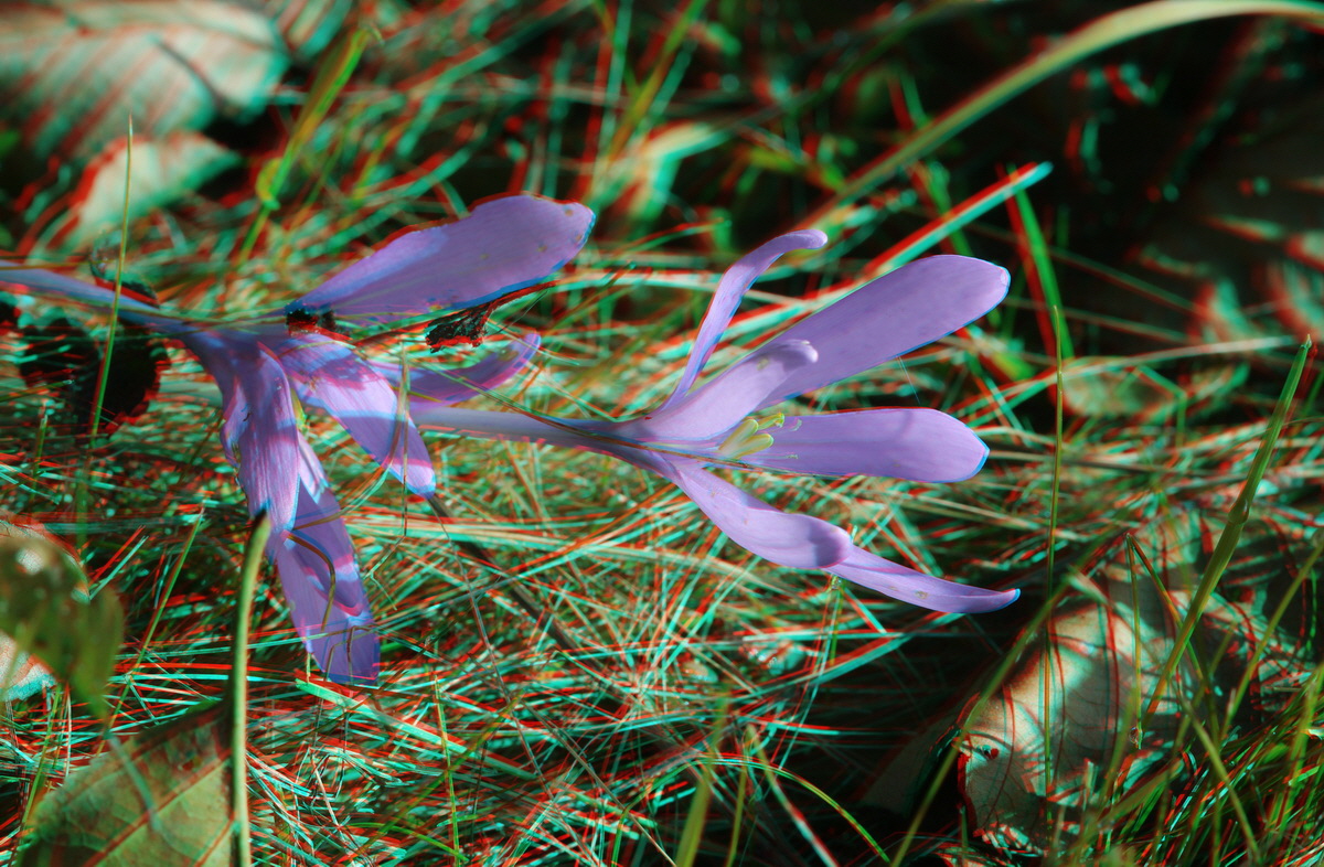 2014_09_09_00050665_3D_Bildgr��e �ndern