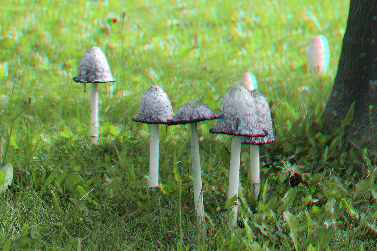 2014_09_09_00050675_3D_Bildgr��e �ndern