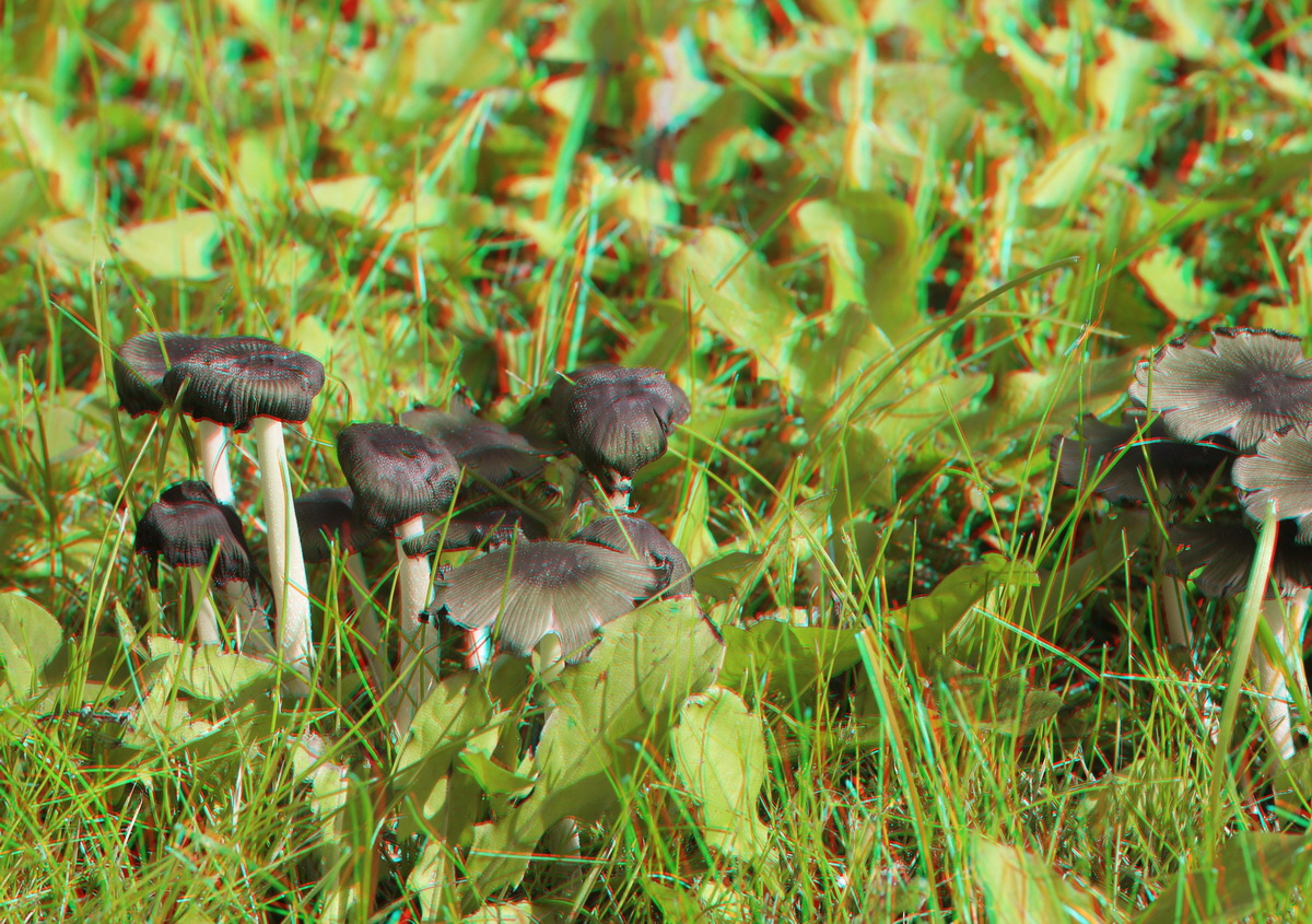 2014_09_09_00050687_3D_Bildgr��e �ndern