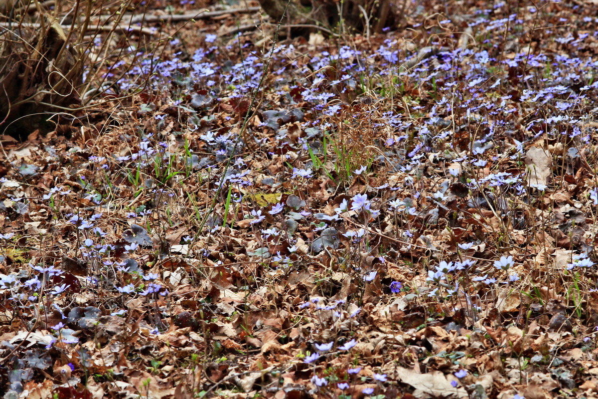 2015_04_06_00016733p_Bildgr��e �ndern