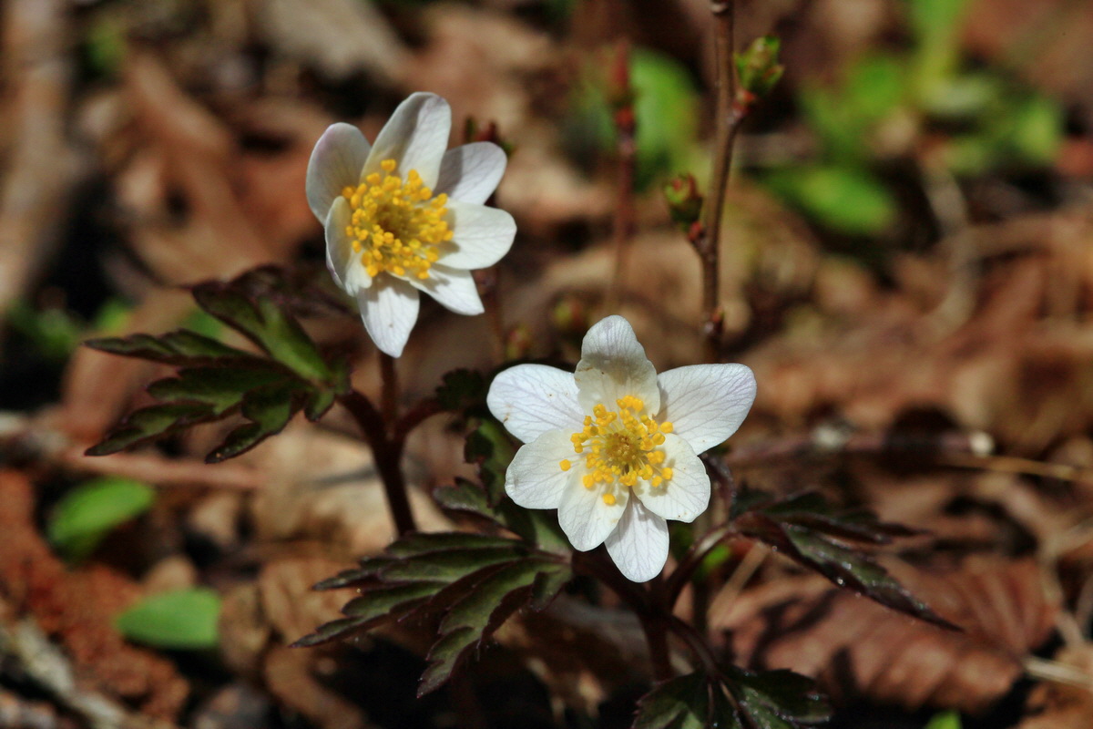 2015_04_06_00016791p_Bildgr��e �ndern