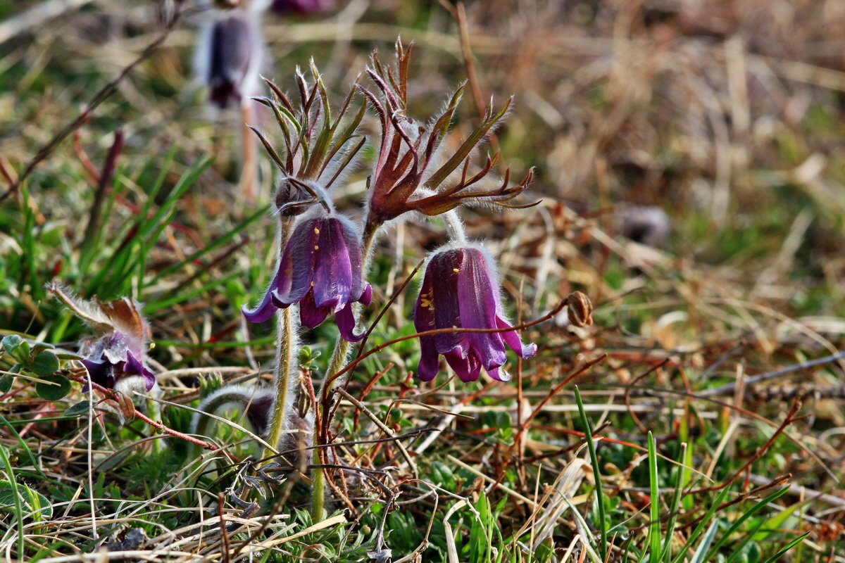 2015_04_07_00016824p_Bildgr��e �ndern