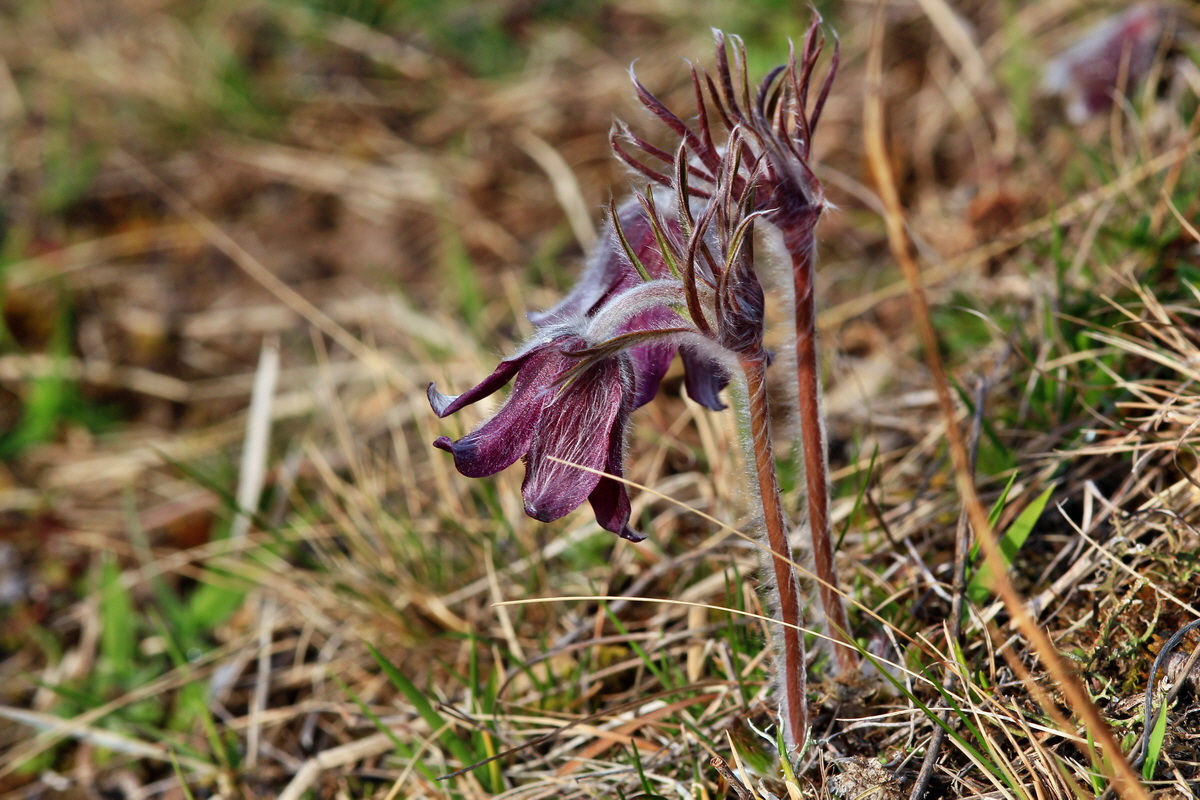 2015_04_07_00016856p_Bildgr��e �ndern