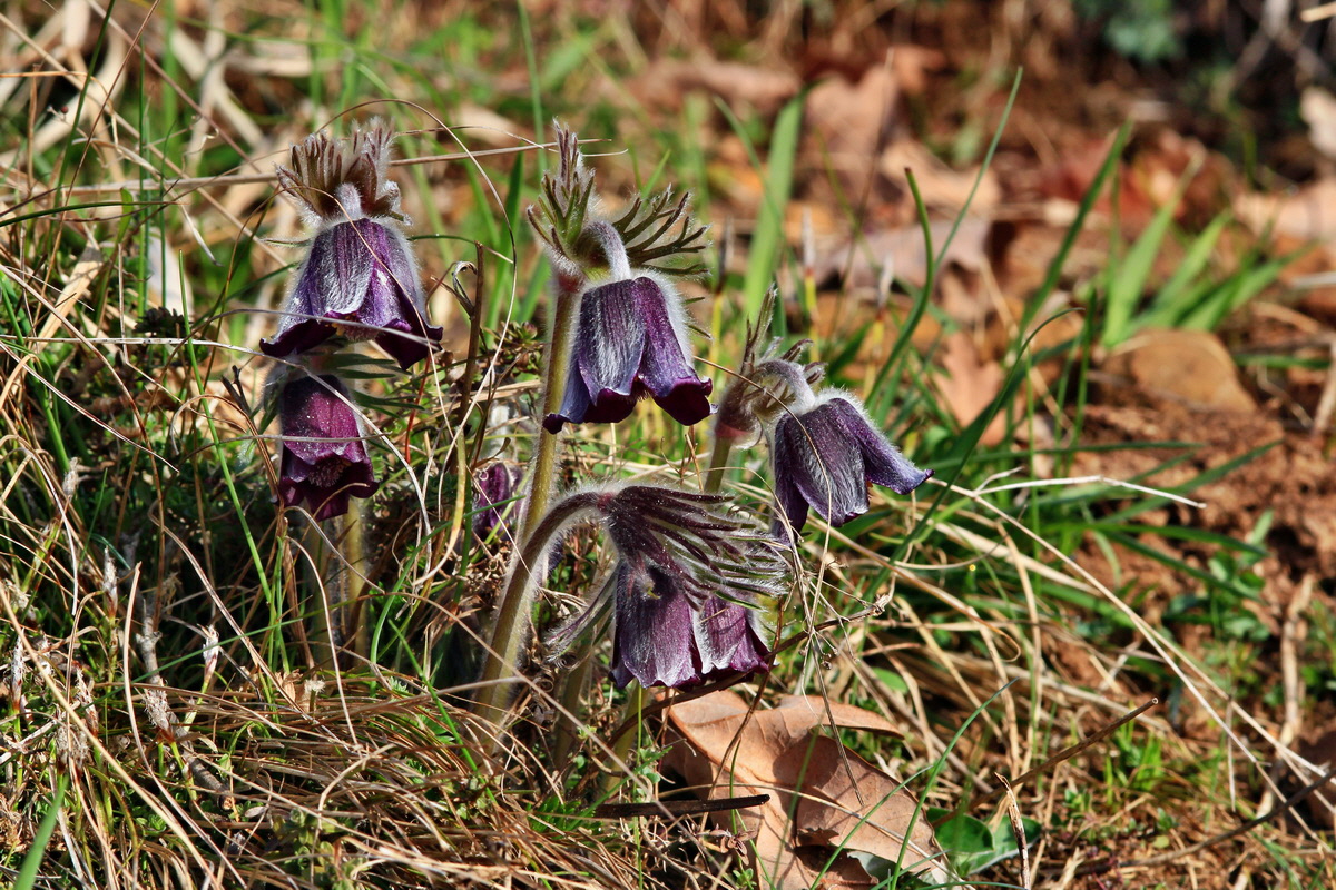 2015_04_07_00016940p_Bildgr��e �ndern